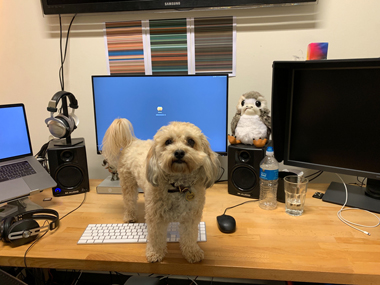 Dusty the dog standing on a desk