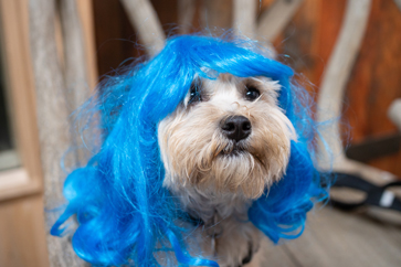 Dusty the dog wearing a blue wig